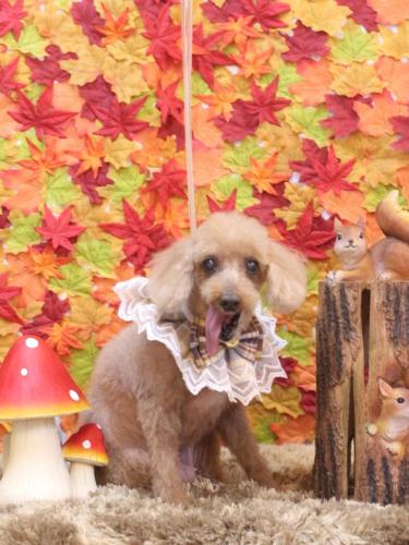 20241119モカちゃん